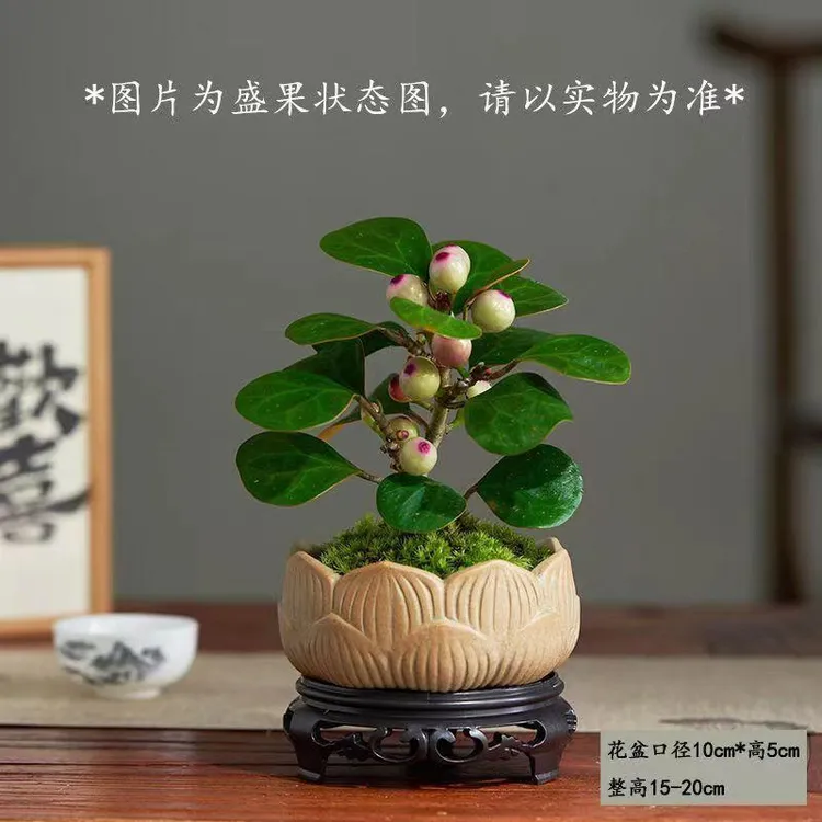 小盼菩提树盆栽中式禅意盆景带果发货四季常青室内桌面摆件花卉