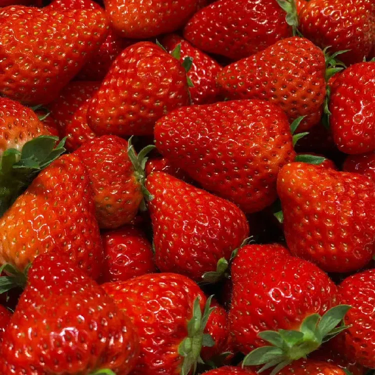 十年小店正宗丹东99草莓只卖特大果香甜饱满水果现摘现发