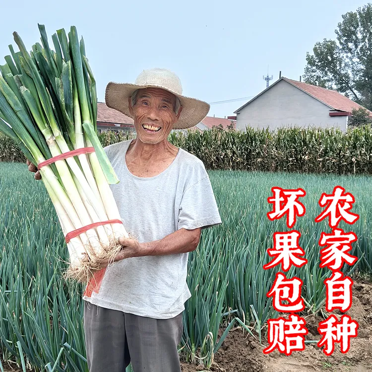 葱翁山东2025大葱新鲜大葱源头种植现挖现发干净葱