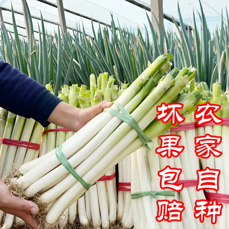 【钻石店铺】达人山东大葱安丘2025新鲜精品大葱种植现挖现发净葱白