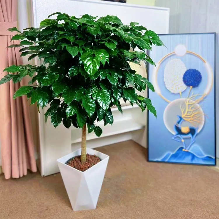幸福树盆栽植物【高71-80cm】好养盆景净化空气吸甲醛桌面绿植