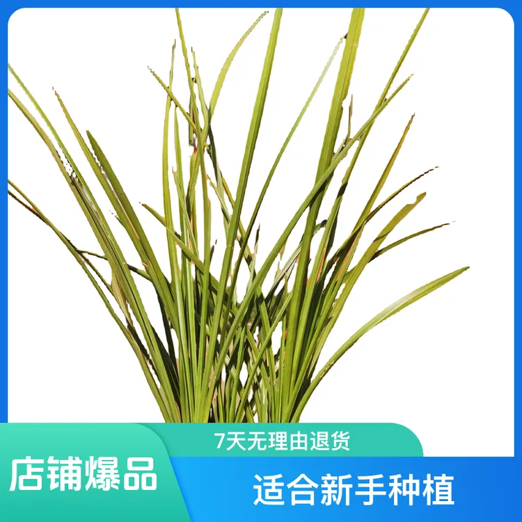 秦岭蕙兰，户外自然种养，苗型大草质硬花杆粗壮花朵多又大瓣型美观