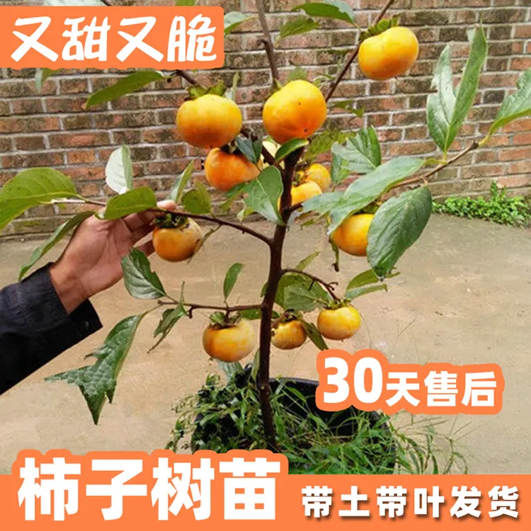 日本太秋甜脆柿子树苗果苗正宗嫁接南北方种植自然脱涩精品柿子苗