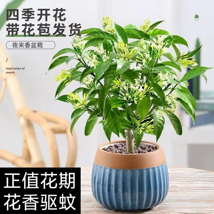 夜来香花树苗盆栽带花苞植物室内外阳台花卉绿植四季开花浓香驱蚊