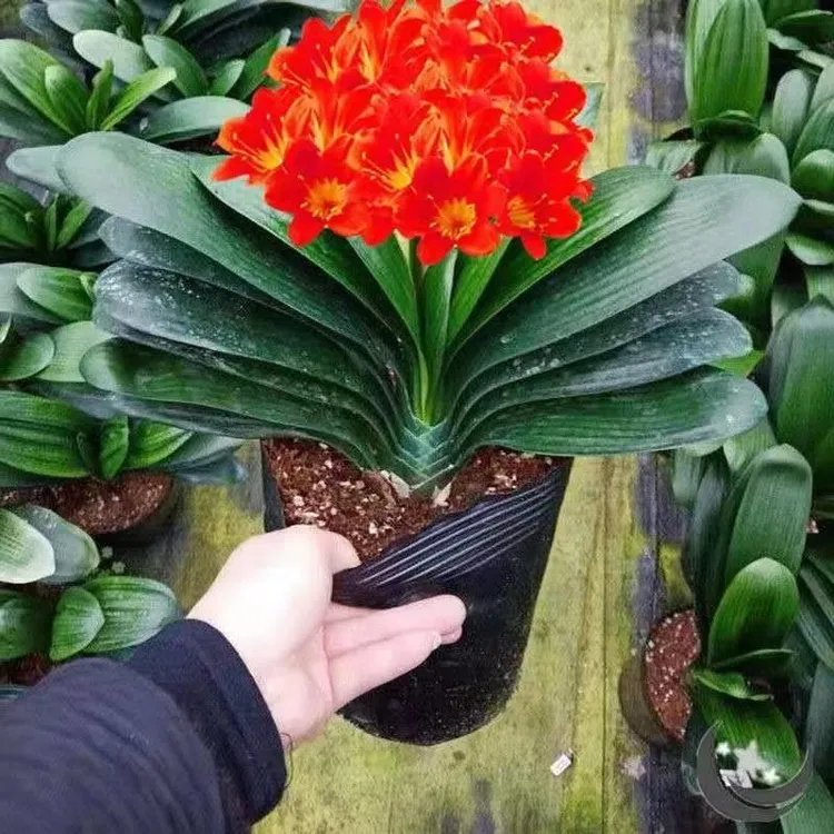 君子兰盆栽精品大苗室内观赏花卉好养绿植办公室桌面四季常青盆景