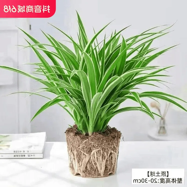 金边吊兰青叶吊兰盆栽阳台办公室内花卉绿植好养垂吊植物吸除甲醛