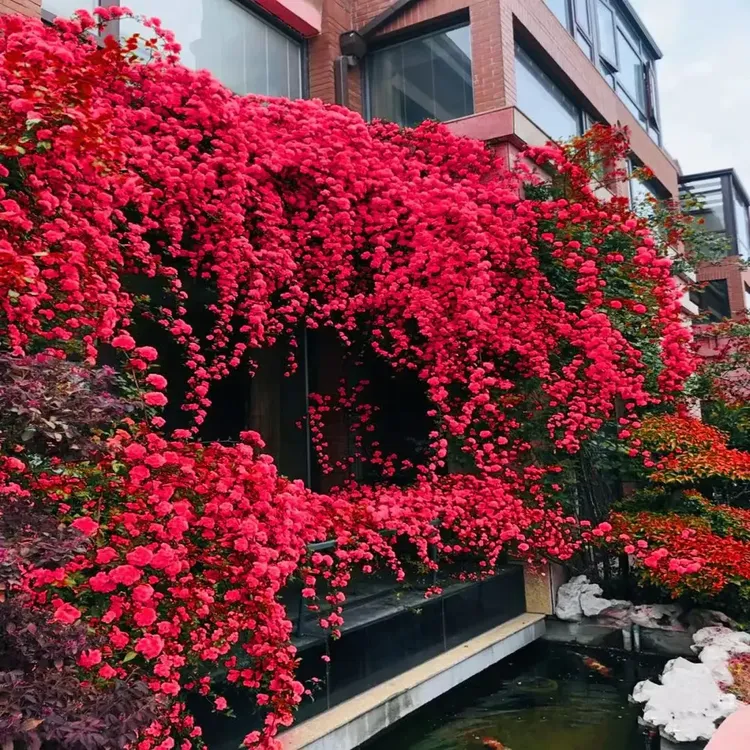 红木香花苗爬藤植物庭院攀爬花四季开花蔷薇苗红科斯特无刺少刺花