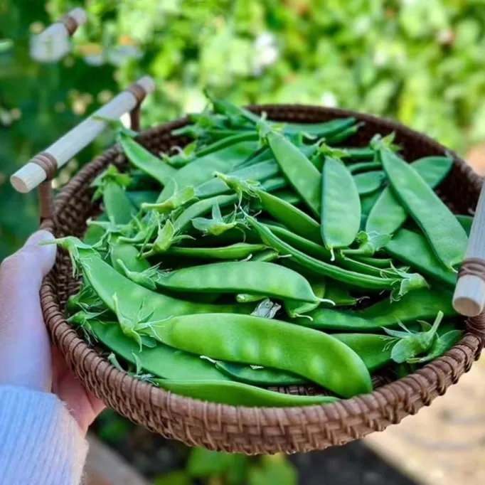 【不出包赔】荷兰豆种籽种子何兰豆种孑高产四季豌豆苗豌豆荚种蚕豆