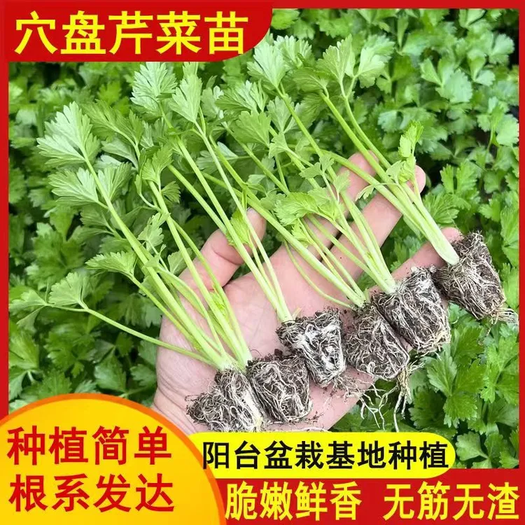 四季小香芹种苗新鲜幼苗芹菜秧苗蔬菜苗西芹苗根盆栽阳台庭院播种