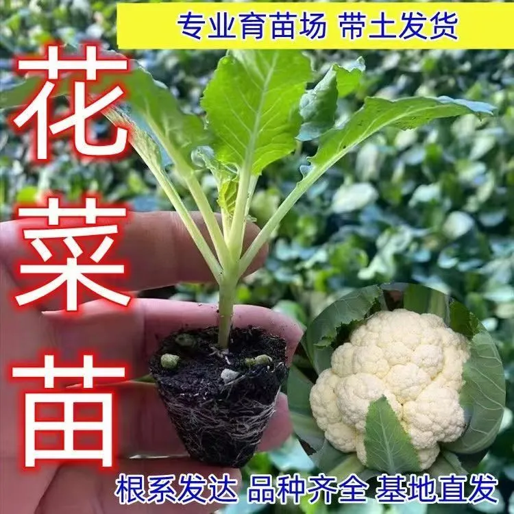 花菜苗秧苗青梗松花菜花椰菜坐果种苗甘蓝苗西兰花苗四季阳台盆栽