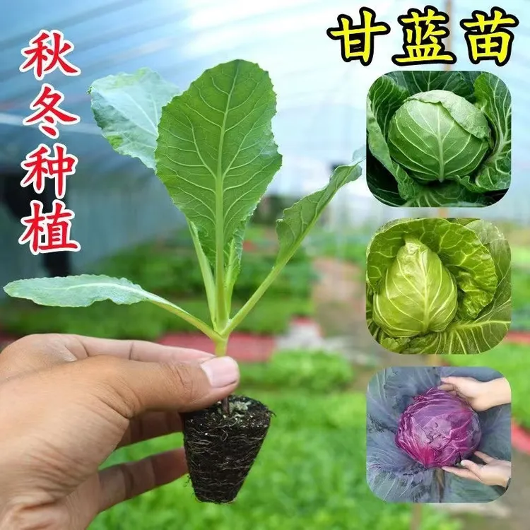 球心甘蓝苗秧苗白花菜松菜花苗西兰花包心菜卷心菜苗四季耐寒秧苗