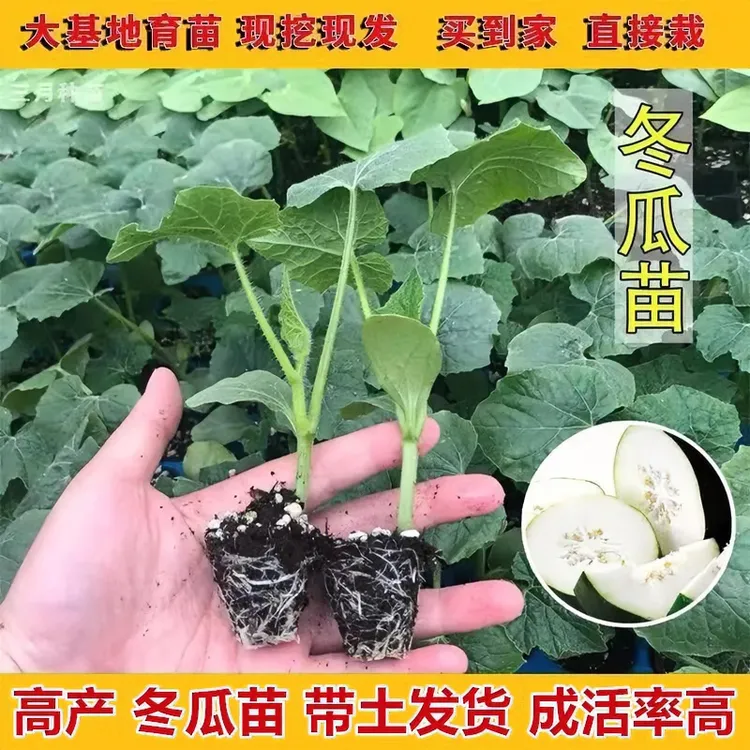 冬瓜苗秧苗绿皮冬瓜苗小冬瓜秧苗节瓜苗特大黑冬瓜苗粉皮冬瓜秧苗