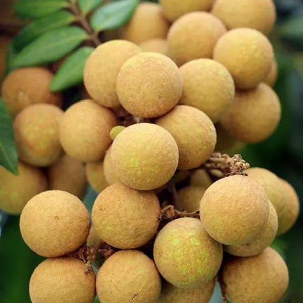 广东特产正宗储良古山龙眼产品，精品大果桂圆现摘现发，