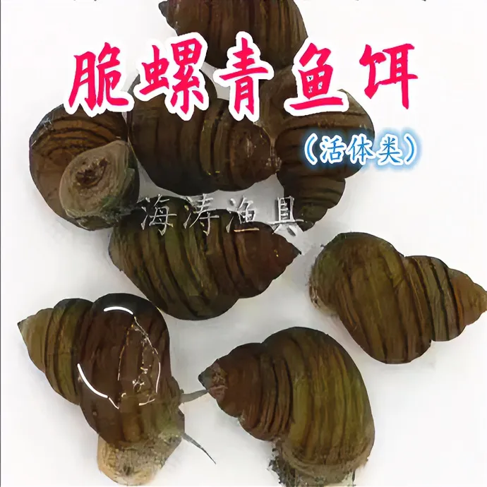 广东脆螺钓青鱼鱼饵鲜活黑坑水库鱼饵薄壳螺丝钓鱼螺新鲜精选适用