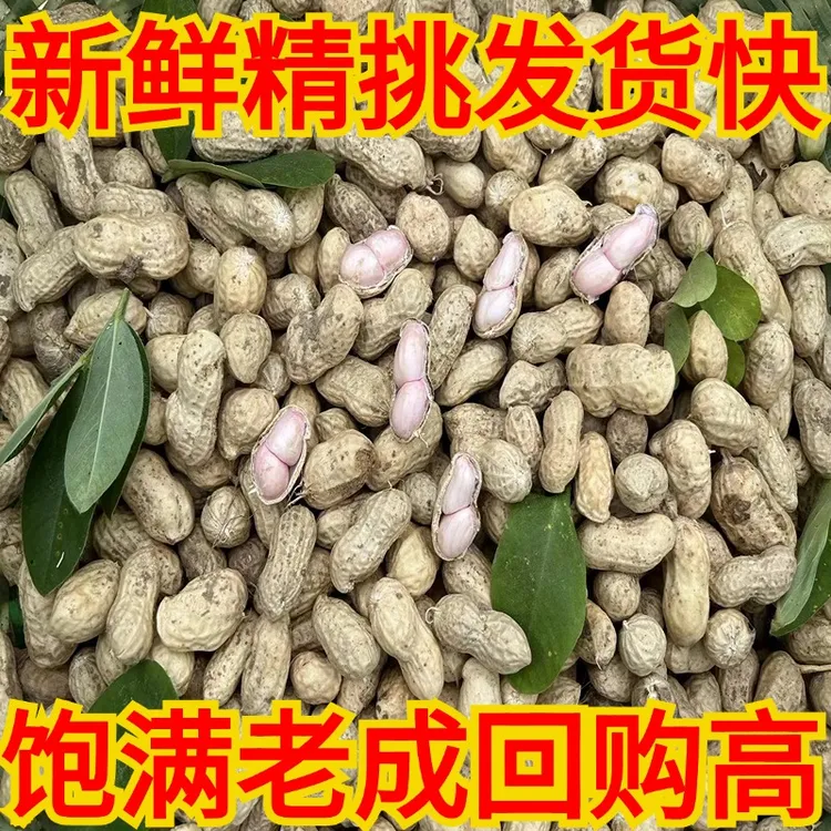 2025年现挖花生安徽新鲜花生带壳湿花生水煮花生手工挑捡