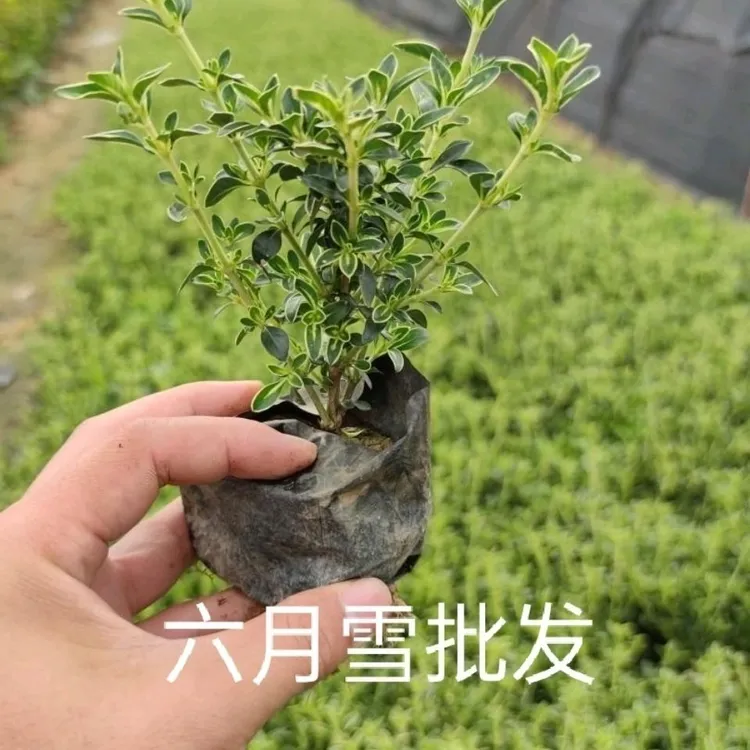 六月雪盆景树桩办公桌四季常青绿植小微型盆景绿植金边六月雪小苗