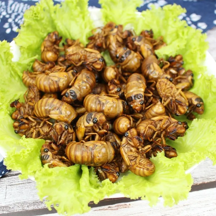 2025年知了山东大个活体速冻爬叉猴结了龟金银蝉坏单包赔顺丰包邮