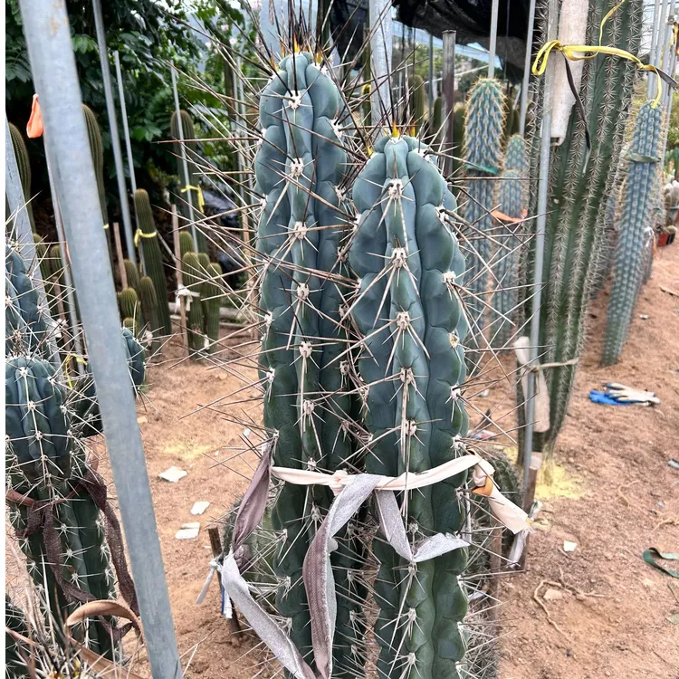 近卫柱仙人柱多肉仙人球仙人掌盆景家庭绿植懒人植物好养的绿植