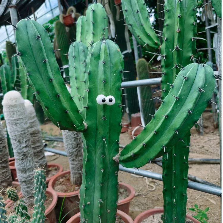 狂刺龙神木一颗也造景仙人柱仙人掌绿植多肉懒人植物好养的绿植