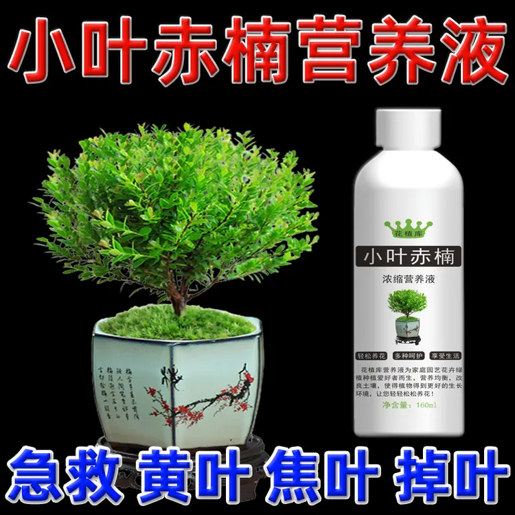 小叶赤楠叶子发黄干枯掉叶营养液急救黄叶枯萎干尖肥料专用叶面肥