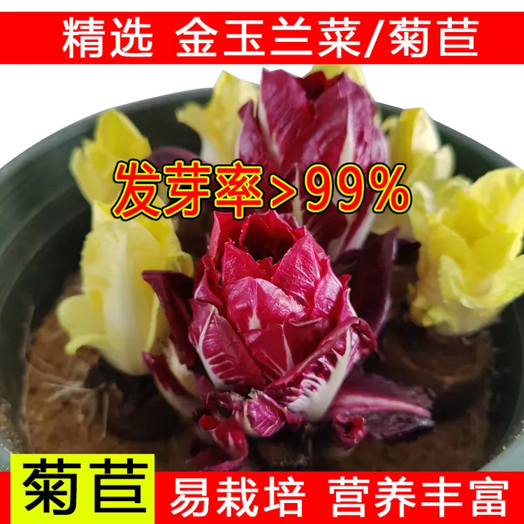 基地货源软化菊苣根活体金玉兰菜黄芽球耐寒冷阳台盆栽蔬菜根苗