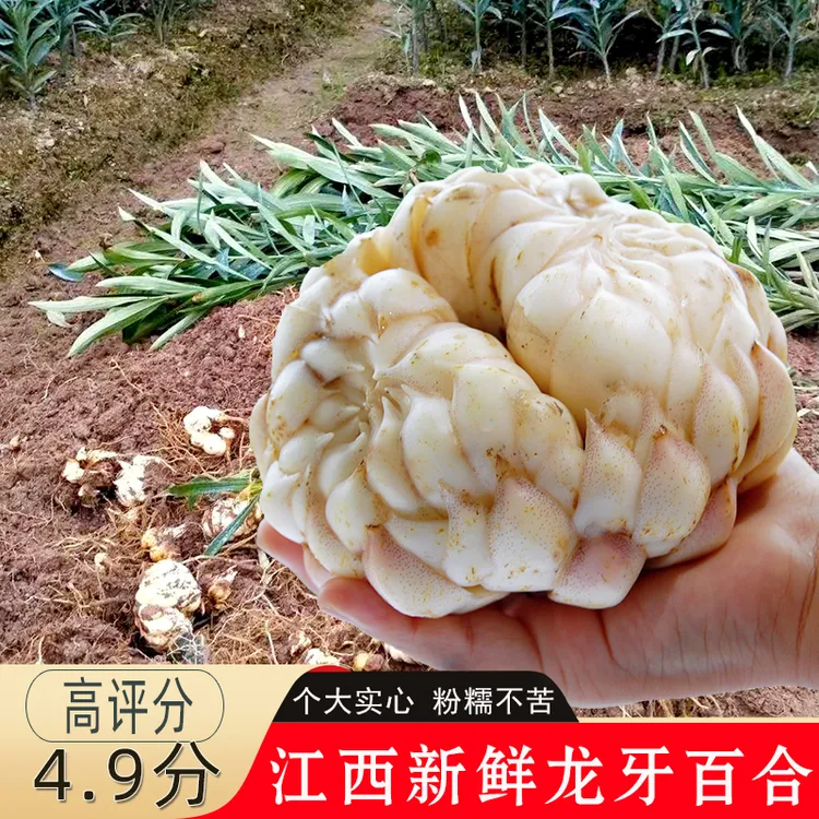 江西万载龙牙百合天然食用现挖大个甜白水煲汤非百合新鲜