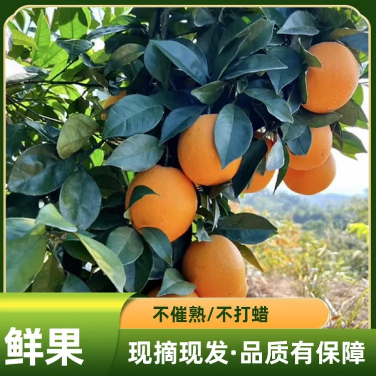 福建闽侯特产白沙52号脐橙皮薄肉嫩无渣果农直售当季香甜冰糖橙