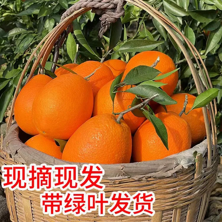 【普通快递】奉节脐脐橙鲜甜多汁现摘现发5/10/20斤新鲜无核酸甜