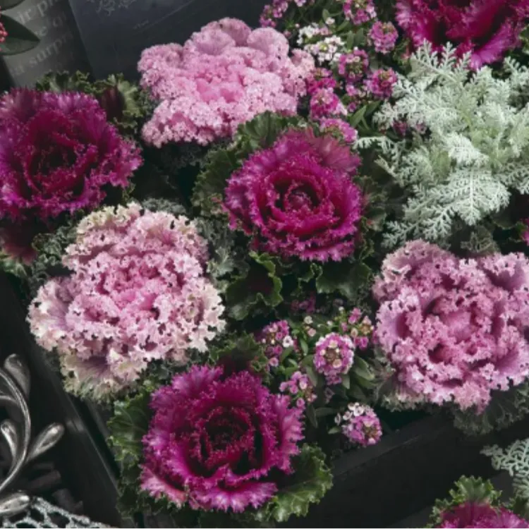 羽衣甘蓝单头花卉绿植盆栽冬日玫瑰阳台庭院易活耐寒进口（未上色）