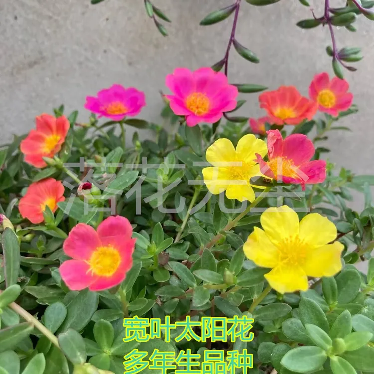 单瓣宽叶阔叶太阳花马齿笕混色枝条多年生宿根耐热夏阳台花卉盆栽