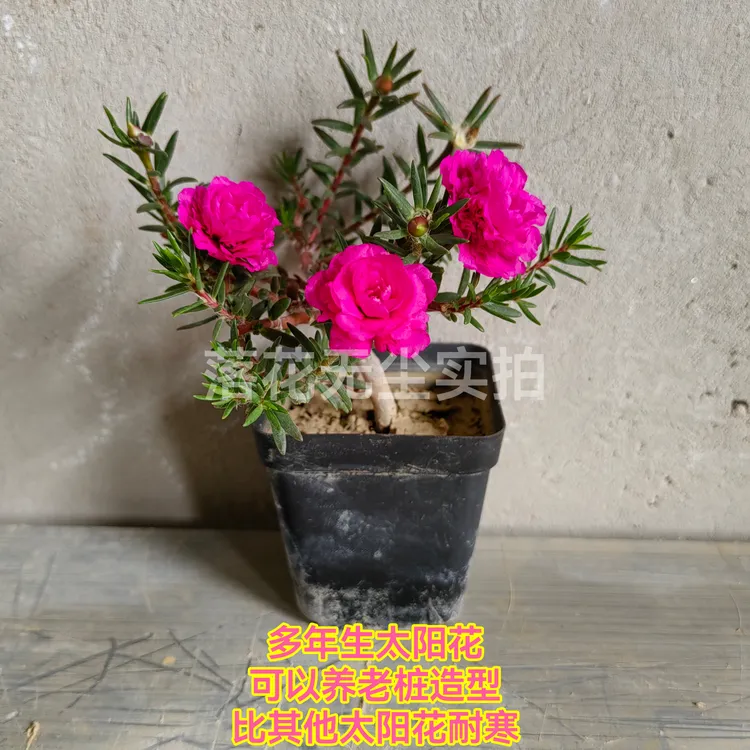 重瓣太阳花玫红王带根带土带花苞耐寒耐热老桩盆景造型扦插枝条夏