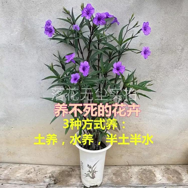 多年生紫色翠芦莉高杆盆栽地栽水养耐热耐晒耐阴阳台庭院净化空气