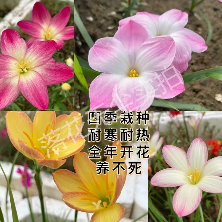 养不死多年生风雨兰花种球葱兰韭兰耐寒耐热耐旱盆栽阳台庭院绿植