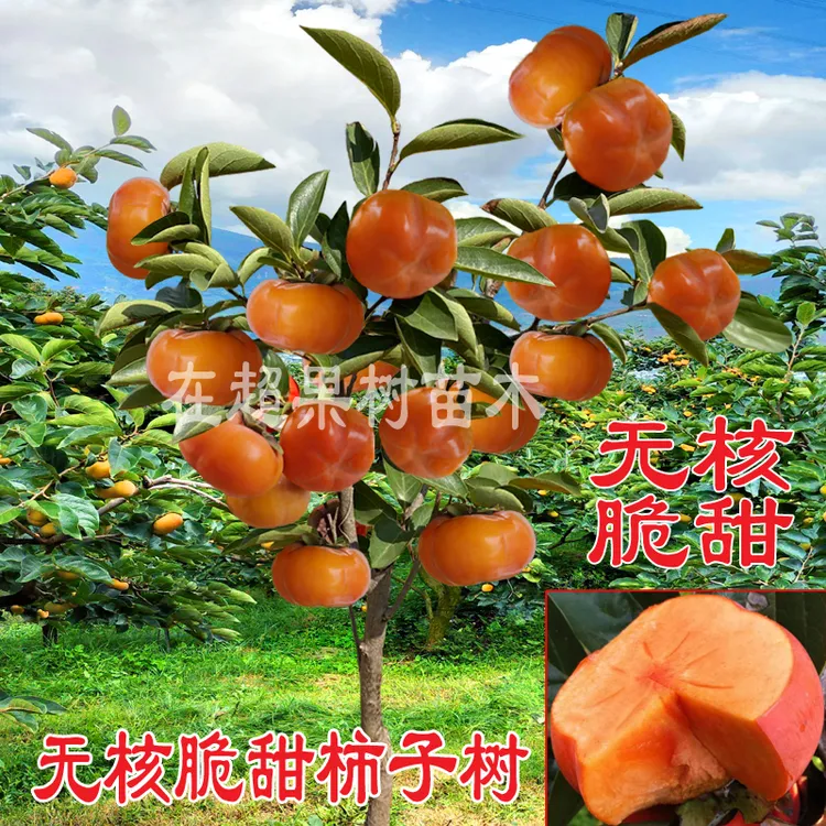 脆甜柿子苗嫁接果树庭院种植樱桃火晶柿子南北方适宜