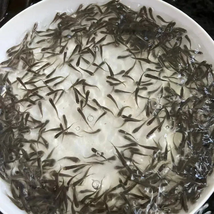 小鱼批发放生养殖饲料鱼鱼料喂鳜鱼麦穗鱼喂金龙喂乌龟喂鲈鱼罗汉