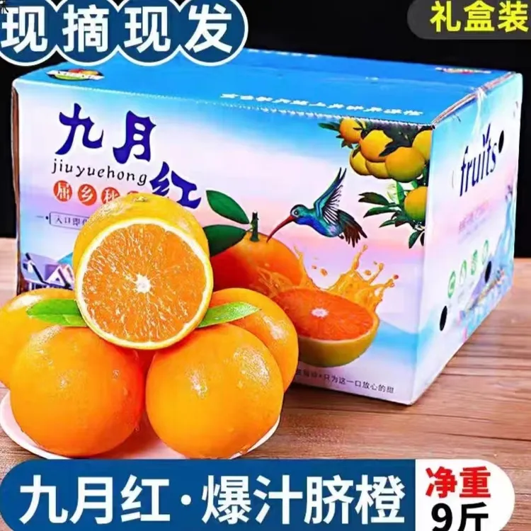 湖北宜昌秭归九月红脐果冻橙皮薄果肉细腻香甜爆汁现摘9斤包邮