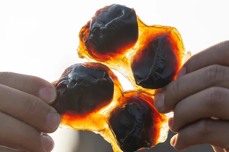 【高货鸭肾】虎门白沙传承手艺特产生晒天然干腊鸭肾陈肾煲汤煲粥