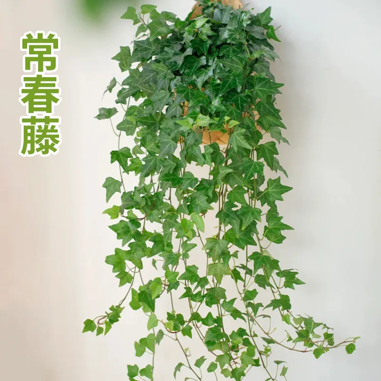枫叶心叶常春藤盆栽 绿植室内客厅好养耐阴净化空气容易观叶植物