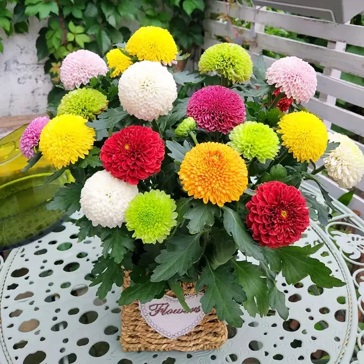 乒乓菊盆栽带花四季开花菊花大苗阳台盆栽好养易活植物姬小菊花卉