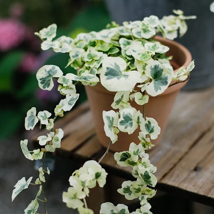 常春藤雪莹雪萤月光灯日系ins风爬藤观叶室内绿植室外花镜