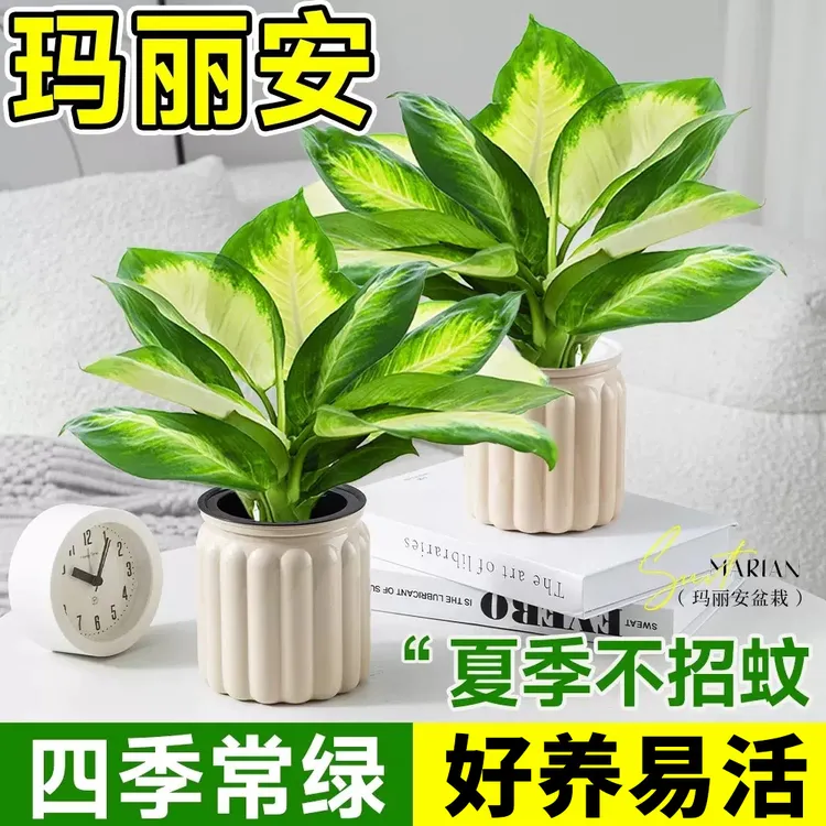玛丽安大盆万年青盆栽绿植室内植物四季常青懒人客厅好养活办公室