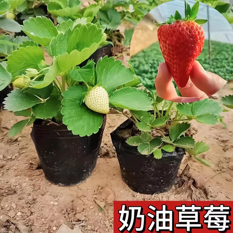 红草莓苗奶油草莓久香草莓越心草莓粉玉黑珍珠草莓苗花盆菜园栽种