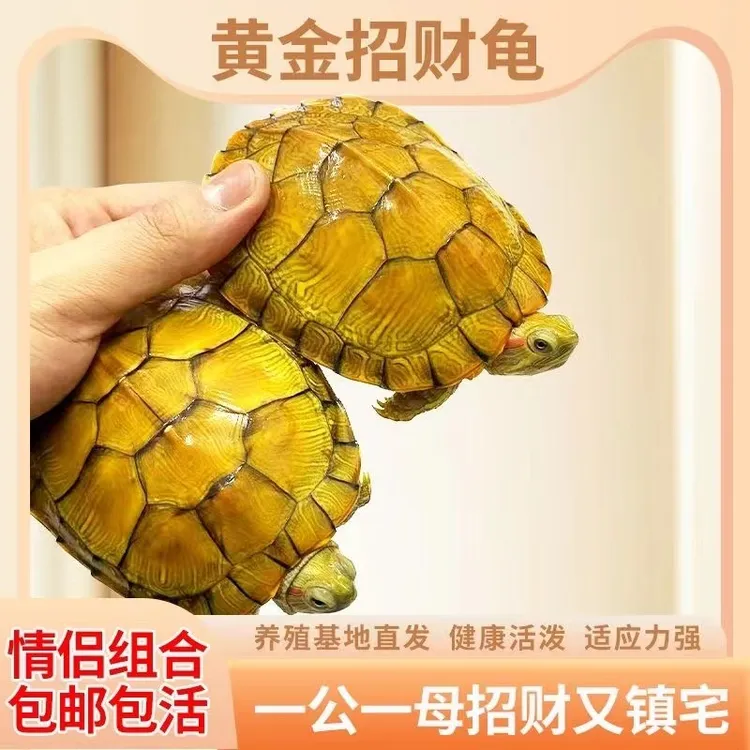 【发财龟】乌龟活体小宠特大迷你招财情侣龟宠物龟活物巴西龟观赏龟