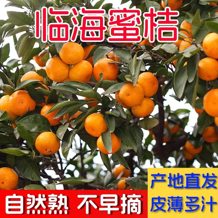 【正宗临海涌泉高山蜜桔】无核橘子孕妇小孩果蜜桔5/10斤现摘现发