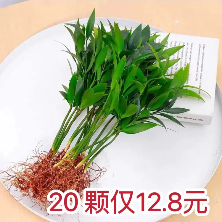【买10送10颗】竹柏盆栽水培驱蚊植物室内客厅卧室桌面盆栽四季常青