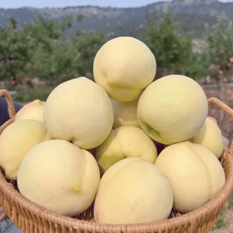 蒙阴蜜桃白桃白玉毛桃子水蜜桃硬桃爆甜冬桃脆甜多汁农家新鲜水果
