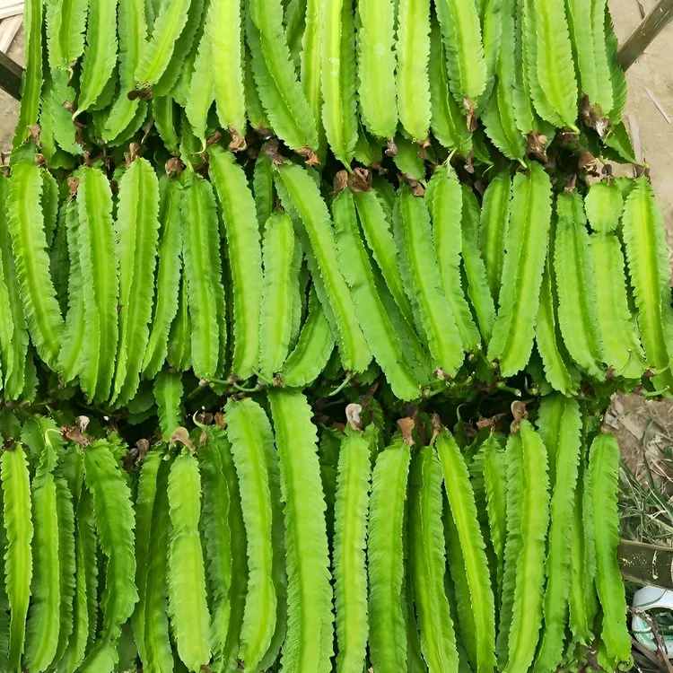 海南新鲜四角豆当季采摘农家自种蔬菜四棱角豆龙豆角自然健康保鲜