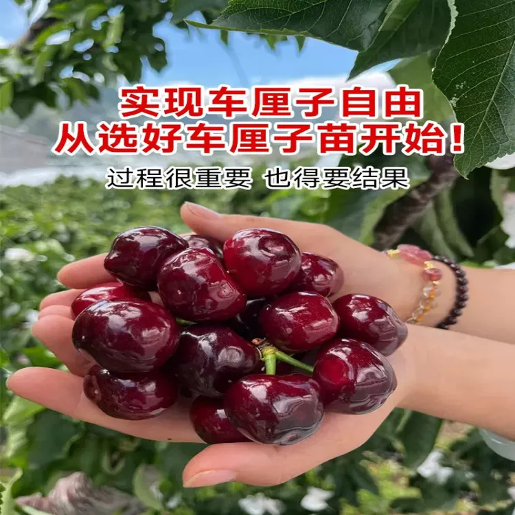 樱桃苗车厘子南北方种植特大树苗果树苗汉源车厘子四川汉源车厘子