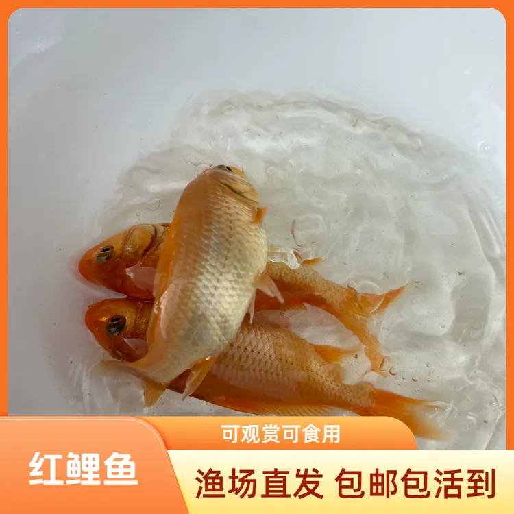 【活体】兴国红鲤鱼（2-15cm）观赏鱼淡水鱼冷水鱼