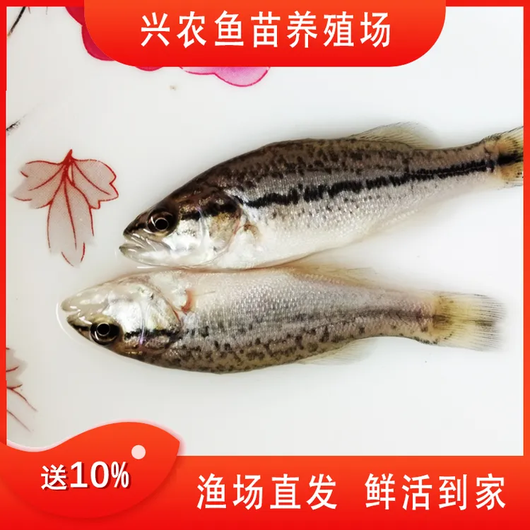 贵州优质鲈鱼优鲈大口鲈优鲈三号无细刺肉质细腻